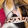 cat, collar, leopard_print, transparent_container, fuzzy_texture, close_up, indoor, pet, animal, fur, orange, black, white, pink, curious, head_stuck, domestic_cat, soft, colorful, blurry