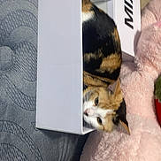 Addison joined the competition — help win amazing prizes! cat, calico_cat, box, white_box, pet, curious, feline, mammal, indoor, cushion, pink_cushion, mattress, patterned_mattress, fur, whiskers, ears, tail, resting, peeking, animal