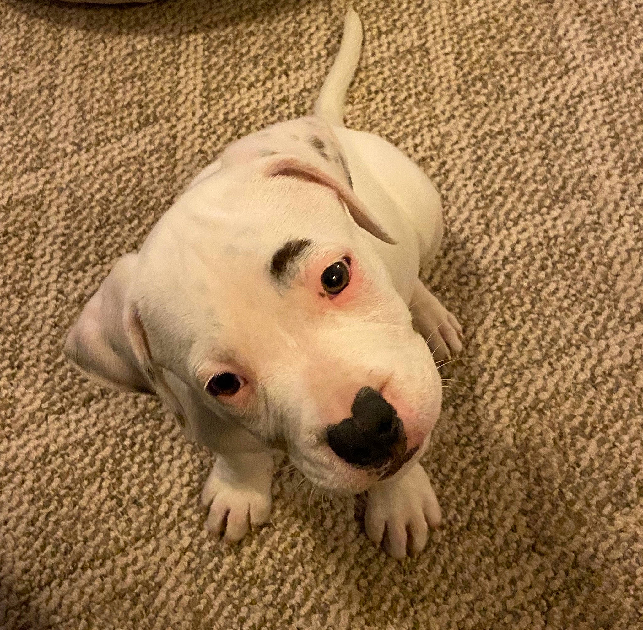 Bjorn joined the competition — help win amazing prizes! bull_and_terrier, bull_terrier, bull_terrier_miniature, canidae, carnivore, companion_dog, dog, dog_breed, dogo_argentino, dogo_guatemalteco, ear, english_white_terrier, fawn, mammal, non_sporting_group, puppy, puppy_love, rare_breed_dog, snout, vertebrate