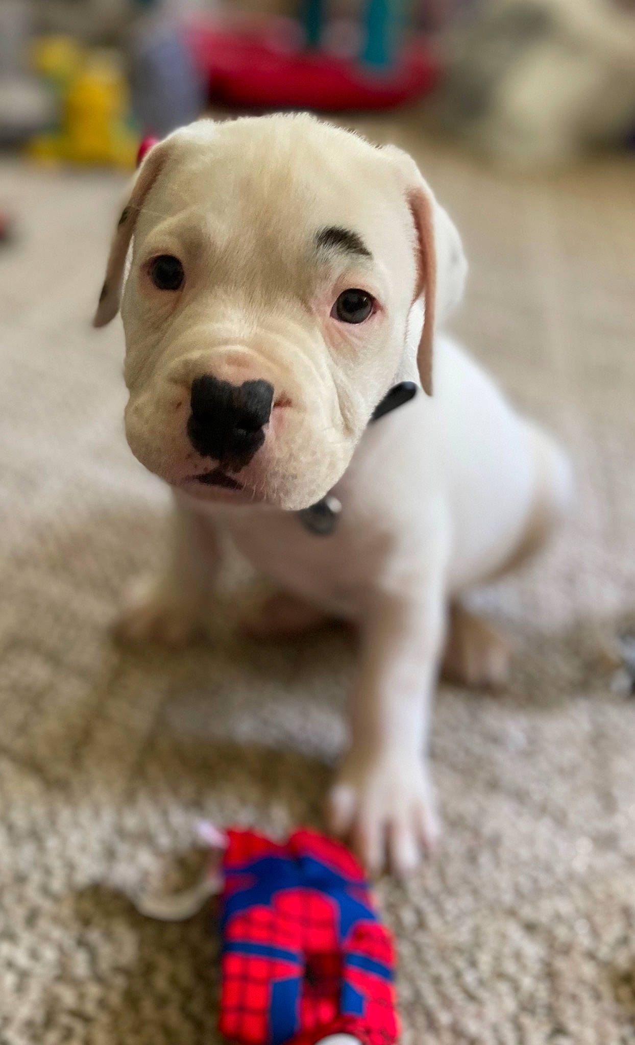 Bjorn is registered to the contest to win money with this photo: american_bulldog, bulldog, canidae, carnivore, companion_dog, cordoba_fighting_dog, dog, dog_breed, dogo_argentino, dogo_guatemalteco, mammal, molosser, non_sporting_group, puppy, rare_breed_dog, snout, toy_bulldog, valley_bulldog, vertebrate, white_english_bulldog