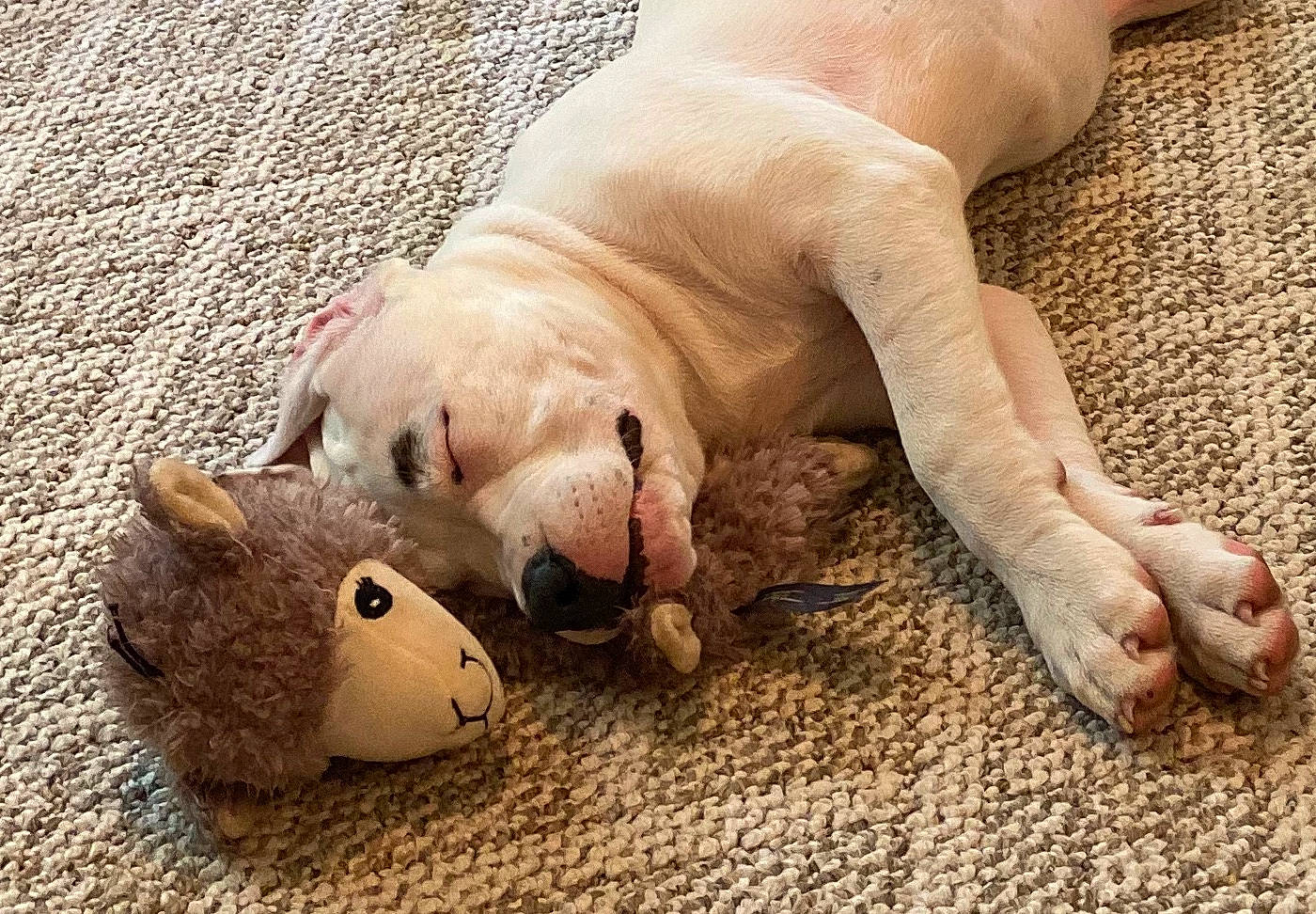 Bjorn is registered to the contest to win money with this photo: american_bulldog, canidae, carnivore, cat, companion_dog, dog, dog_breed, dogo_argentino, fawn, french_bulldog, non_sporting_group, paw, puppy, snout