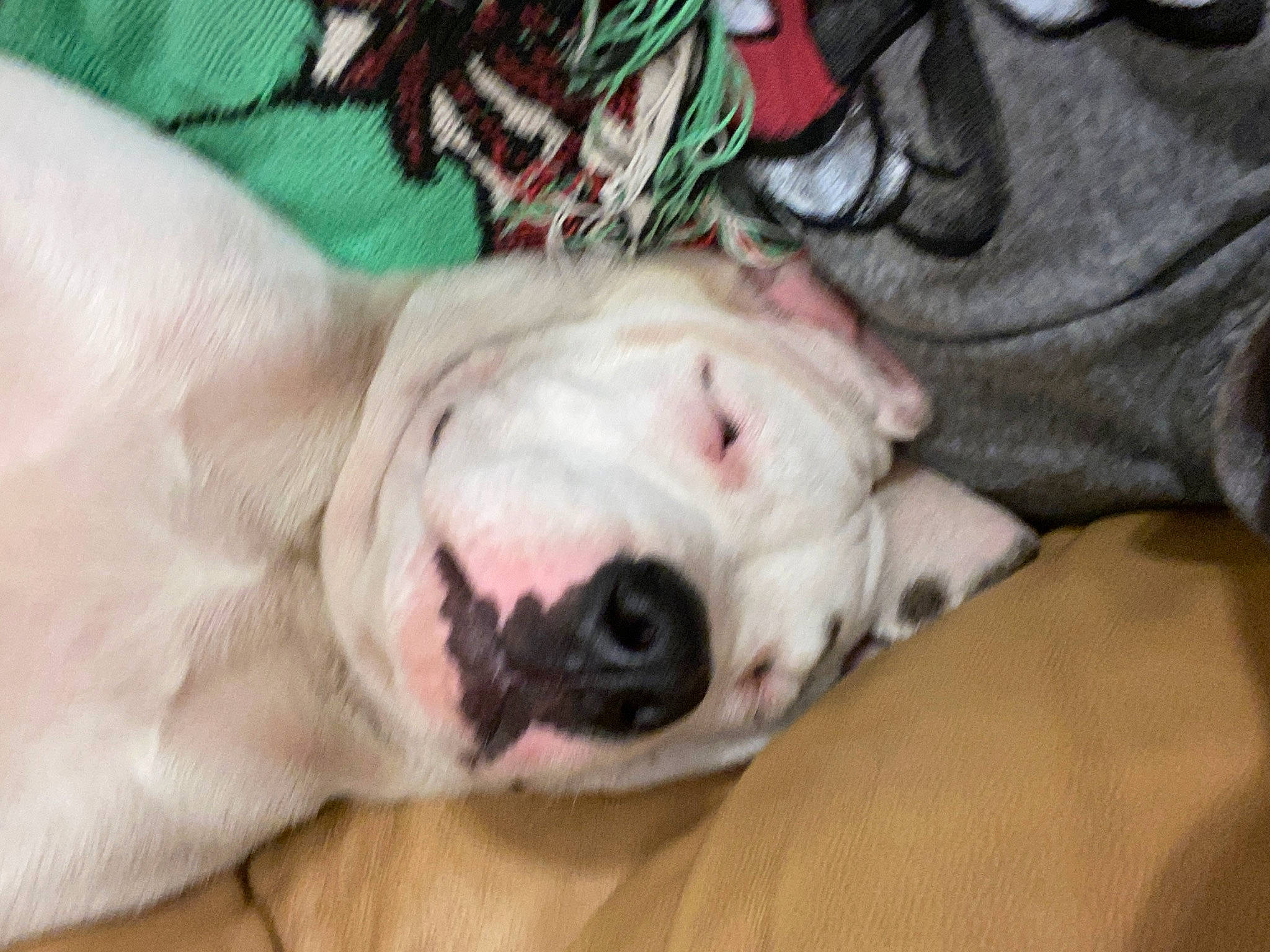 Bjorn joined the competition — help win amazing prizes! american_bulldog, bulldog, canidae, carnivore, companion_dog, dog, dog_breed, dogo_argentino, dogo_guatemalteco, fawn, mammal, non_sporting_group, nose, puppy_love, snout, sporting_group, valley_bulldog, vertebrate, white_english_bulldog