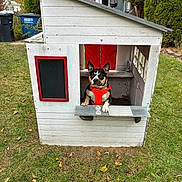 Gigi joined the competition — help win amazing prizes! dog, playhouse, wooden_structure, orange_harness, grass, backyard, window, toy_dishes, red_frame, chalkboard, trees, garden_bins, outdoor, pet, animal, small_house, grass_lawn, daylight, curtains, umbrella