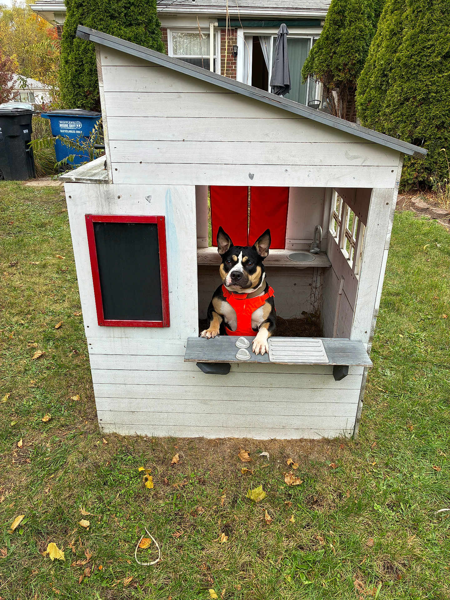 Gigi joined the competition — help win amazing prizes! dog, playhouse, wooden_structure, orange_harness, grass, backyard, window, toy_dishes, red_frame, chalkboard, trees, garden_bins, outdoor, pet, animal, small_house, grass_lawn, daylight, curtains, umbrella