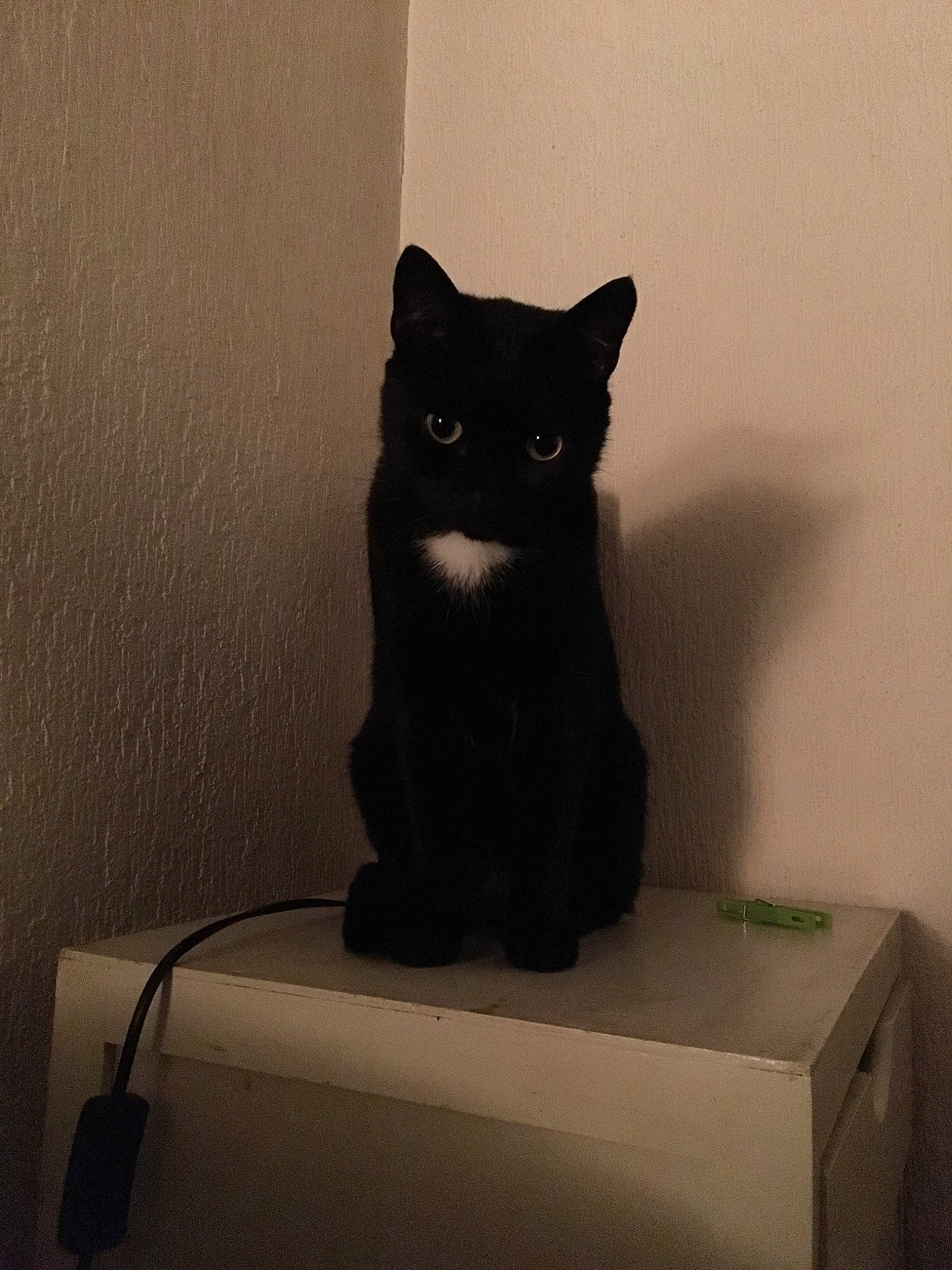 Maki participe au concours pour gagner de l'argent avec cette photo : black_cat, bombay, carnivore, cat, domestic_short_haired_cat, felidae, fur, grey, pet_supply, room, sitting, small_to_medium_sized_cats, snout, tail, terrestrial_animal, whiskers, window