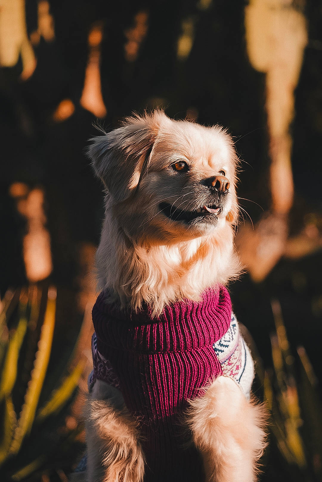 Boba is registered to the contest to win money with this photo: canidae, carnivore, companion_dog, dog, dog_breed, dog_clothes, dog_collar, dog_supply, event, fawn, fur, hat, liver, paw, puppy, small_terrier, sporting_group, terrestrial_animal, toy_dog, whiskers
