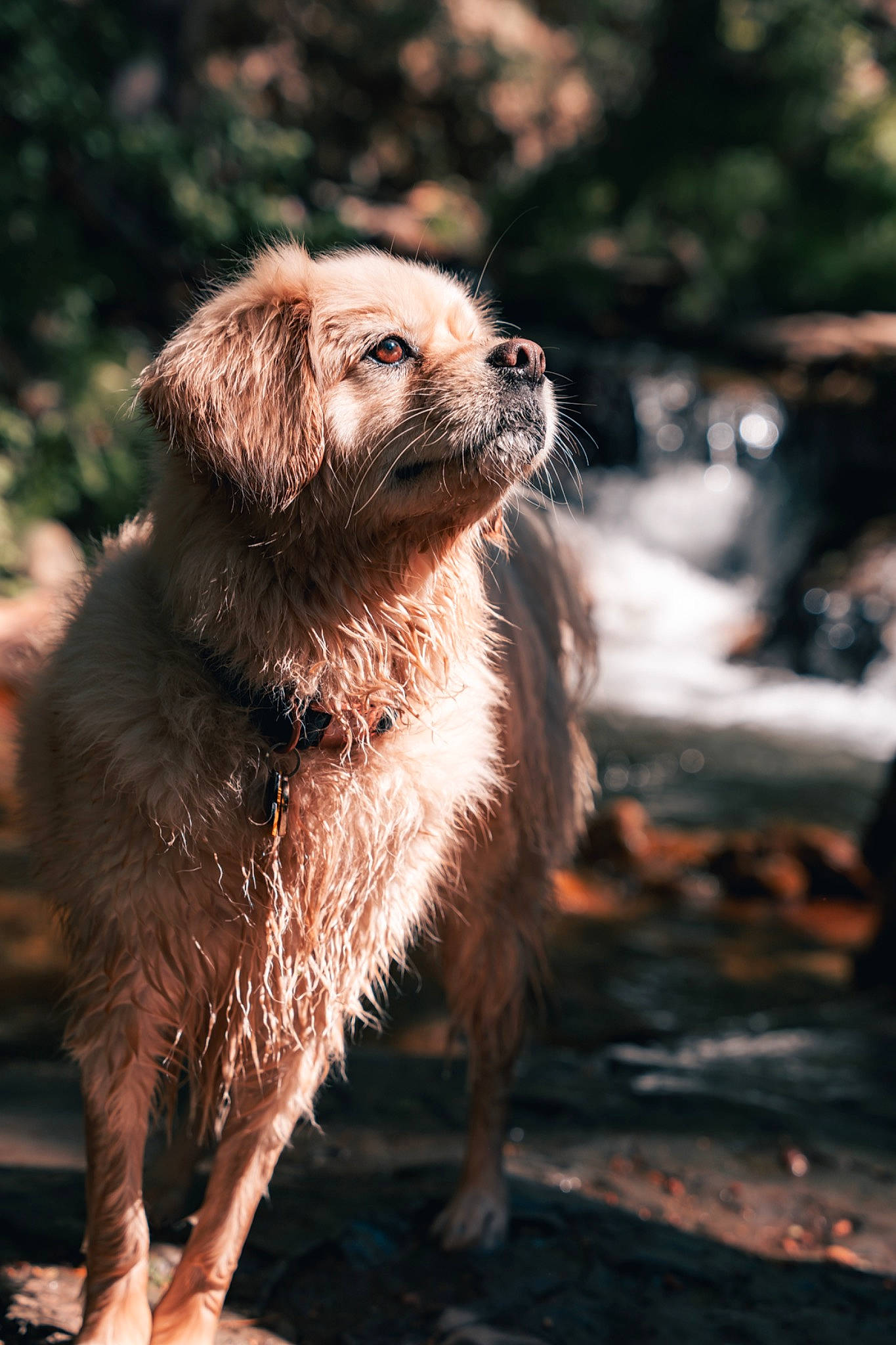 Boba joined the competition — help win amazing prizes! canidae, carnivore, claw, companion_dog, dog, dog_breed, fawn, fur, liver, mongoose, mustelidae, mustelinae, paw, snout, sporting_group, tail, terrestrial_animal, weasel, whiskers, wood