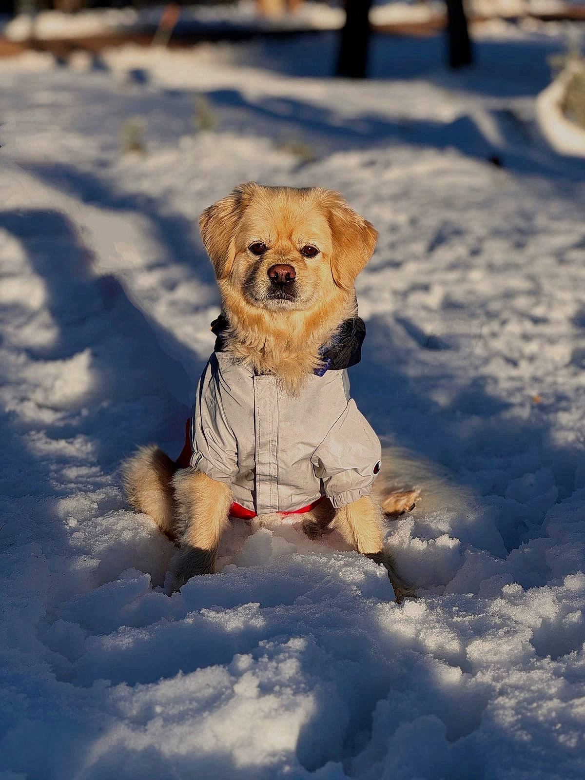 Boba is registered to the contest to win money with this photo: canidae, carnivore, companion_dog, dog, dog_breed, dog_clothes, dog_collar, dog_supply, fawn, firefighter, freezing, leash, mammal, pet_supply, snout, snow, sporting_group, toy, toy_dog, winter