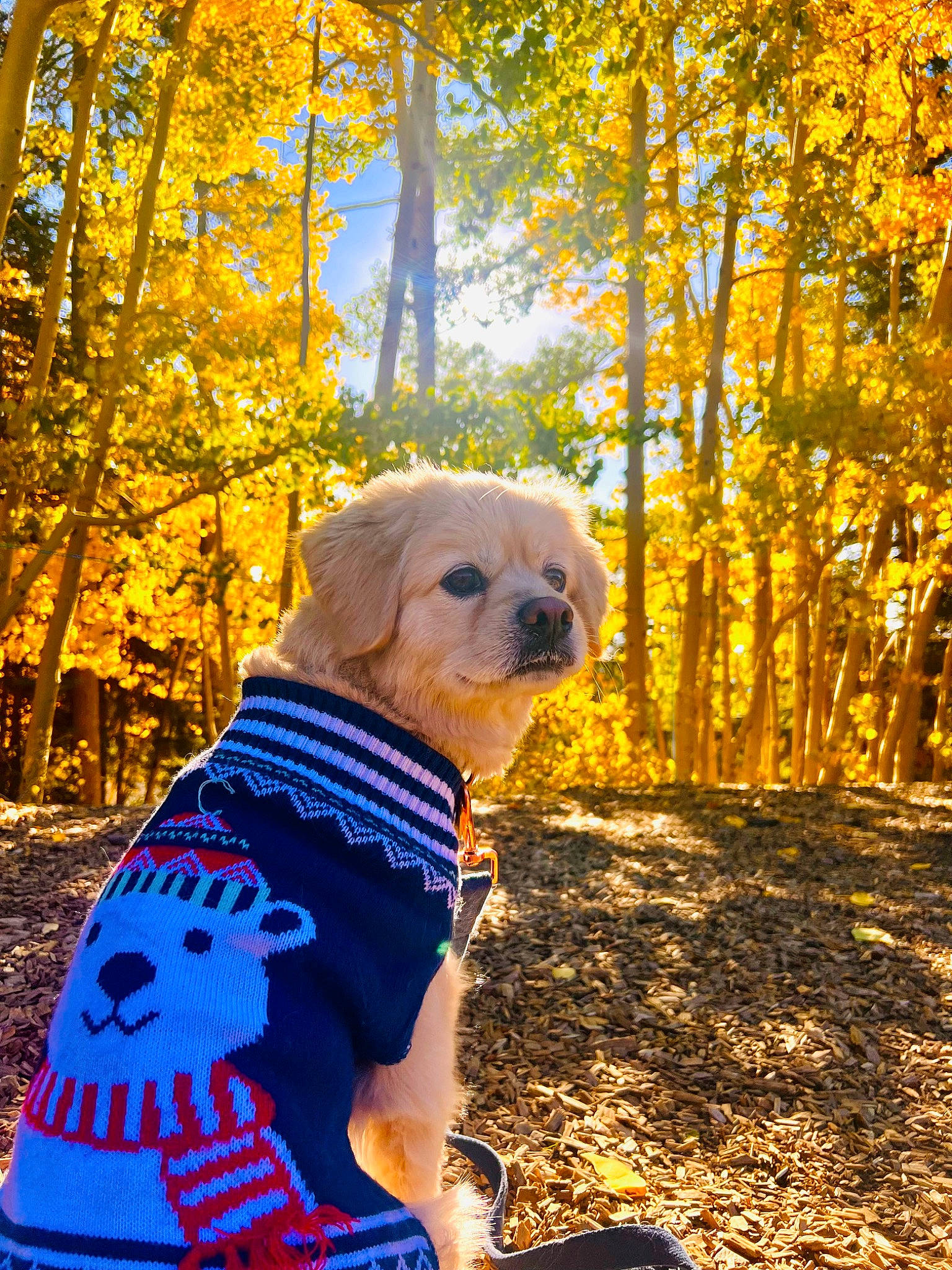 Boba joined the competition — help win amazing prizes! carnivore, companion_dog, dog, dog_breed, dog_clothes, dog_supply, electric_blue, fawn, forest, grass, people_in_nature, pet_supply, plant, sky, toy_dog, tree, trunk, wood, working_animal, yellow