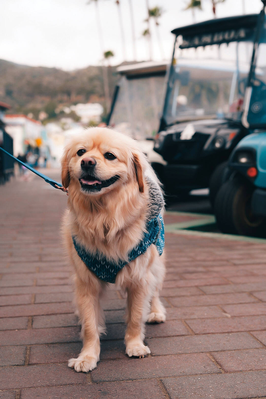 Boba is registered to the contest to win money with this photo: automotive_tire, carnivore, city, collar, companion_dog, dog, dog_breed, dog_collar, electric_blue, eyewear, fur, leash, road, road_surface, sidewalk, sky, snout, tire, vehicle, wheel
