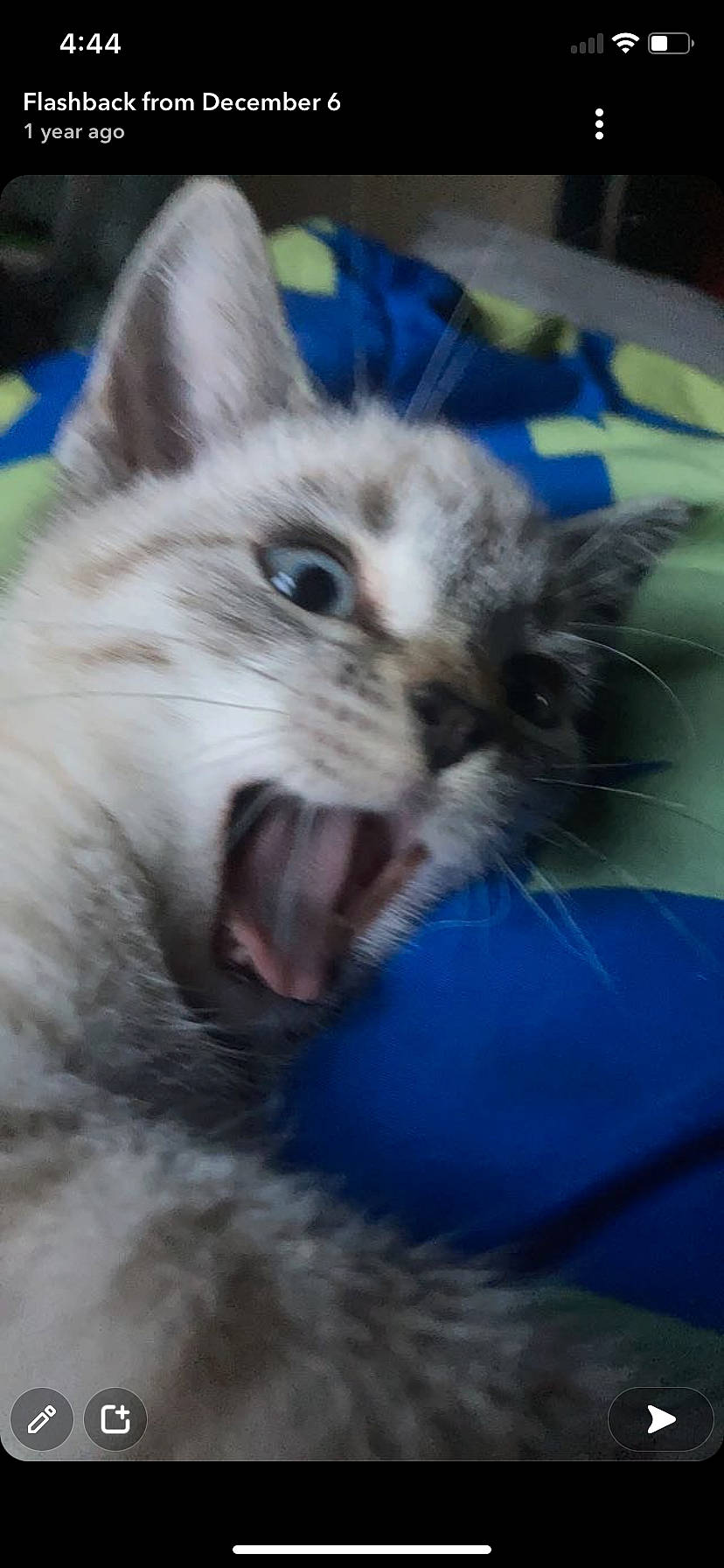 Tucker joined the competition — help win amazing prizes! carnivore, cat, claw, close_up, domestic_short_haired_cat, electric_blue, eye, fang, fawn, felidae, fur, iris, paw, roar, shout, small_to_medium_sized_cats, snout, terrestrial_animal, whiskers, yawn