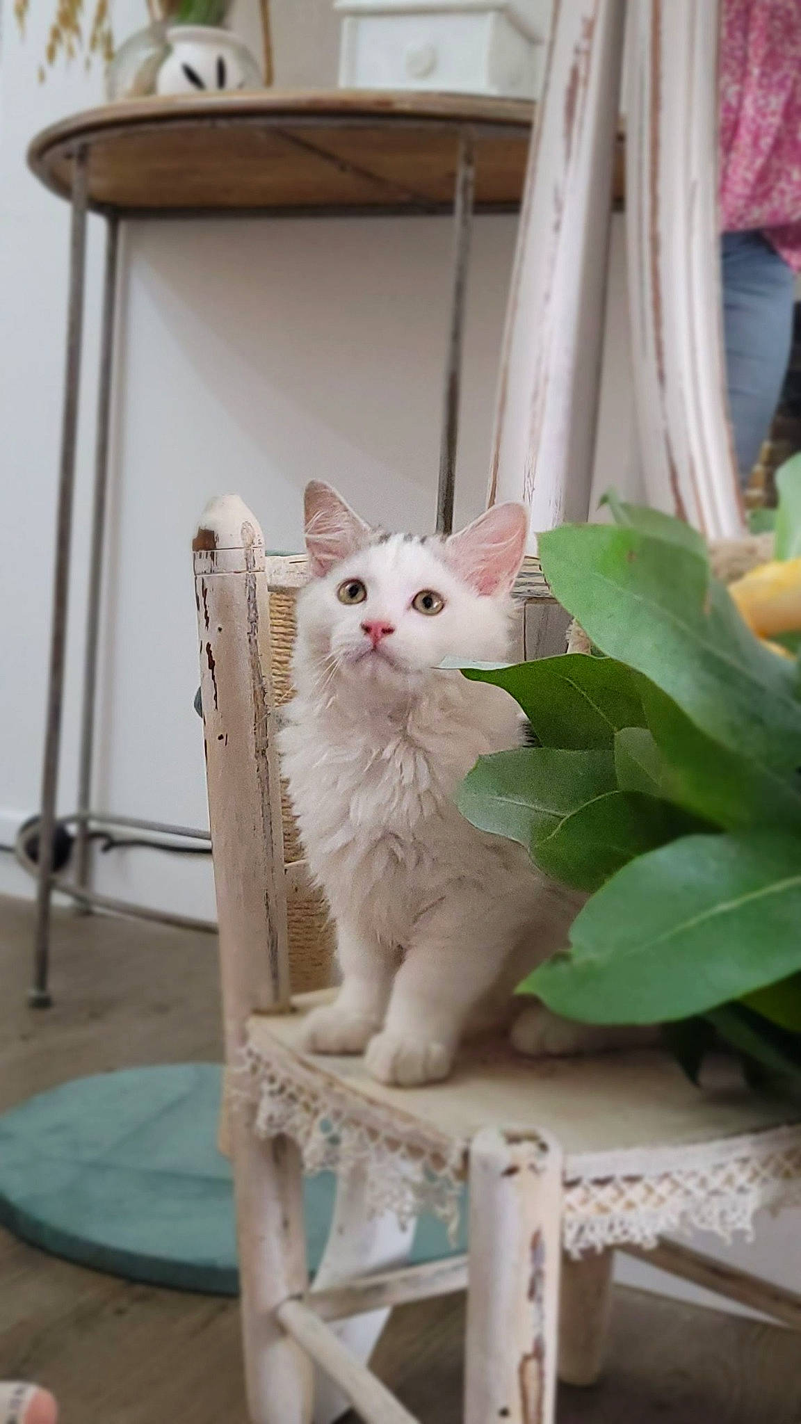 Nyx a rejoint le concours — aidez-le/la à gagner de superbes lots ! carnivore, cat, chair, domestic_short_haired_cat, fawn, felidae, flooring, fur, plant, plant_stem, sitting, small_to_medium_sized_cats, tail, whiskers, wood