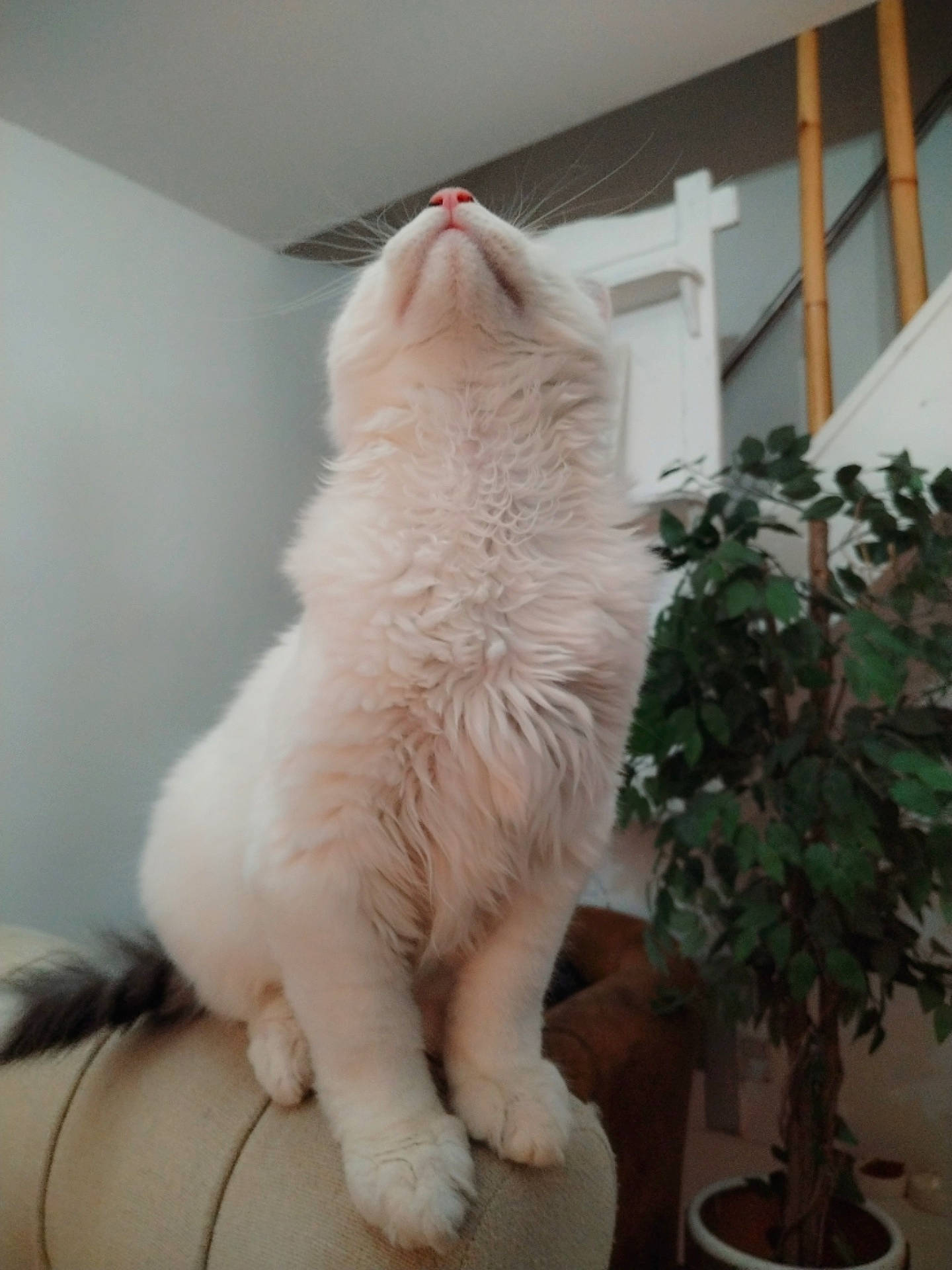 Nyx a rejoint le concours — aidez-le/la à gagner de superbes lots ! carnivore, cat, claw, domestic_short_haired_cat, fawn, felidae, flooring, flowerpot, foot, fur, hardwood, houseplant, paw, plant, ragdoll, small_to_medium_sized_cats, tail, whiskers, window, wood