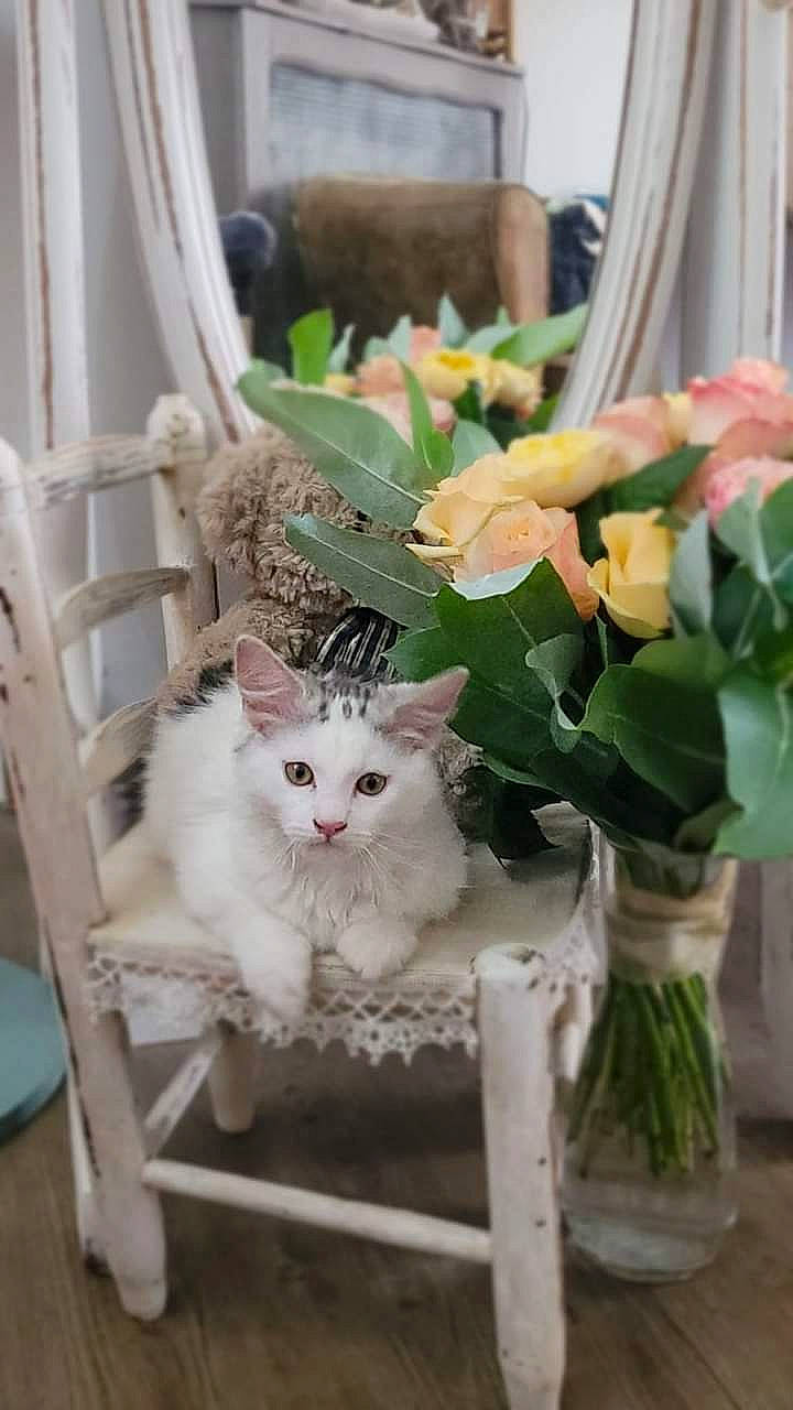 Nyx participe au concours pour gagner de l'argent avec cette photo : annual_plant, carnivore, cat, chair, curtain, felidae, flower, flower_arranging, flowerpot, fur, herb, herbaceous_plant, houseplant, petal, plant, small_to_medium_sized_cats, vase, whiskers, window, wood