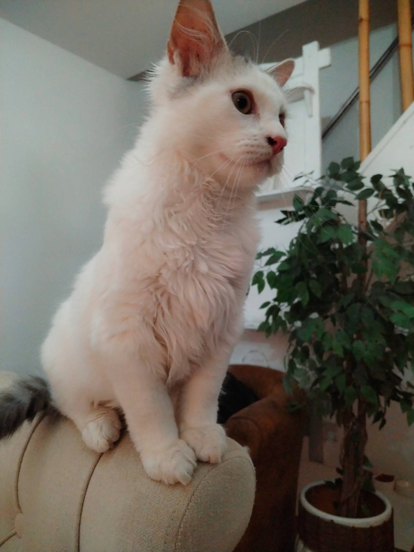 Nyx participe au concours pour gagner de l'argent avec cette photo : carnivore, cat, domestic_short_haired_cat, felidae, flowerpot, fur, houseplant, plant, small_to_medium_sized_cats, tail, terrestrial_animal, whiskers, window