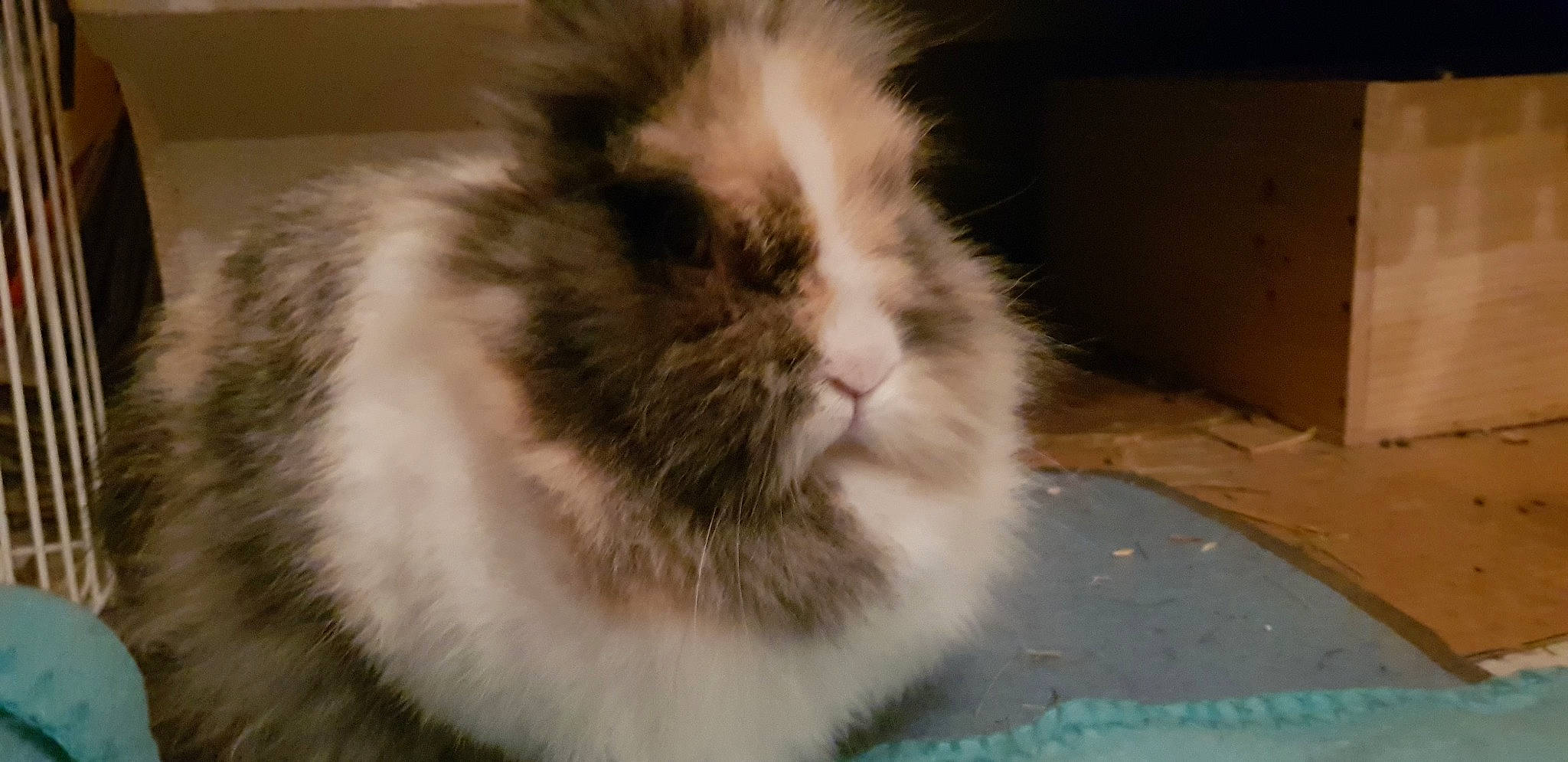 Chouquette participe au concours pour gagner de l'argent avec cette photo : angora_rabbit, cat, domestic_long_haired_cat, domestic_rabbit, ear, fawn, felidae, fur, mammal, rabbit, rabbits_and_hares, small_to_medium_sized_cats, snout, vertebrate, whiskers