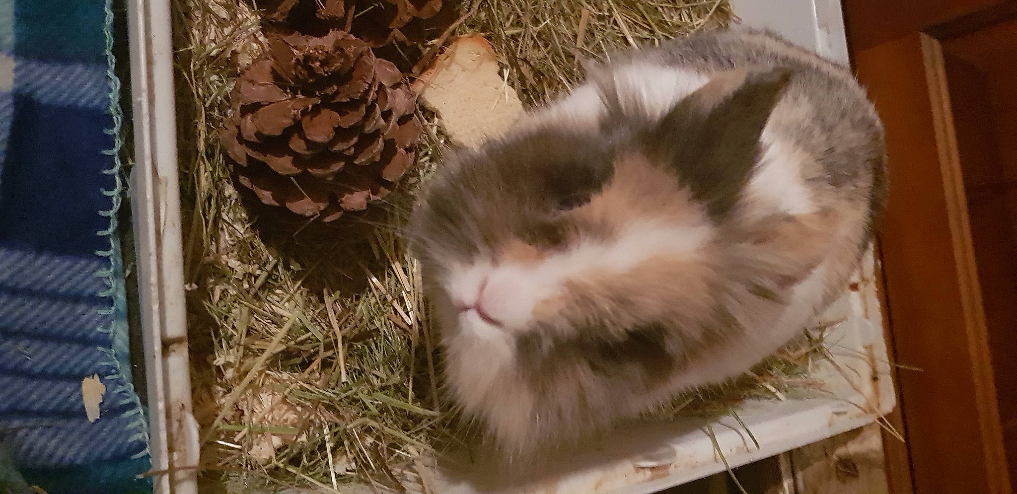 Chouquette participe au concours pour gagner de l'argent avec cette photo : carnivore, cat, domestic_long_haired_cat, domestic_short_haired_cat, european_shorthair, felidae, fur, kitten, norwegian_forest_cat, small_to_medium_sized_cats, snout, whiskers