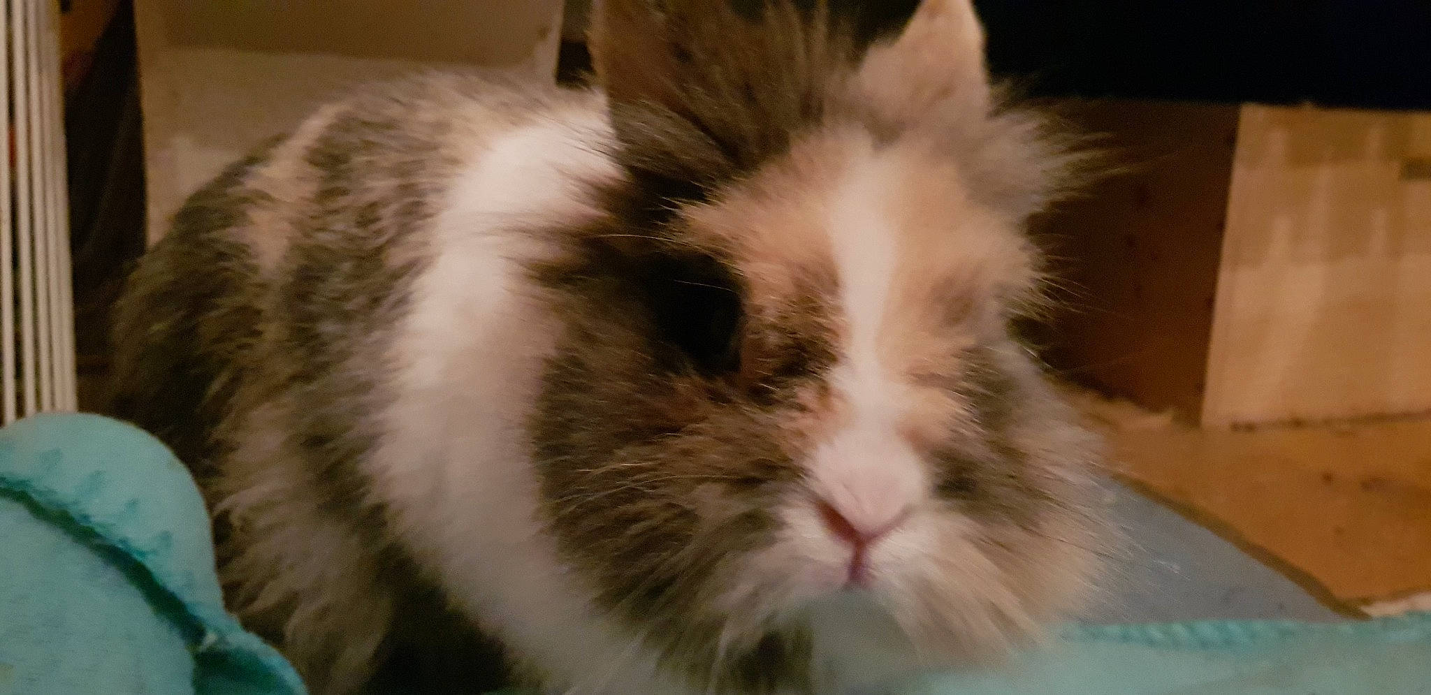 Chouquette a rejoint le concours — aidez-le/la à gagner de superbes lots ! angora_rabbit, domestic_rabbit, ear, eye, fawn, fur, iris, mammal, organism, rabbit, rabbits_and_hares, snout, vertebrate, whiskers