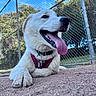 dog, white_dog, tongue, happy, outdoor, fence, chain_link_fence, dirt, collar, harness, pet, animal, canine, playful, resting, daylight, blue_sky, trees, nature, close_up