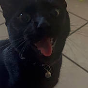 Midnight is registered to the contest to win money with this photo: black_cat, cat, pet, indoor, animal, floor, tile_floor, mouth_open, tongue, close_up, blurry, dim_lighting, whiskers, ears, collar, bell, cute, feline, domestic_cat, sitting