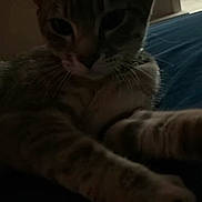 Nia joined the competition — help win amazing prizes! cat, feline, pet, tabby, striped_fur, paw, close_up, indoor, shadow, relaxing, animal, mammal, whiskers, ears, fur, sleepy, bedroom, resting, domestic_cat, quiet