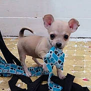 Ruby joined the competition — help win amazing prizes! puppy, dog, small_dog, blue_fabric, playful, floor, yellow_tiles, indoor, cute, pet, animal, ears, curious, young_dog, chewing, toy, patterned_fabric, white_wall, domestic, companion