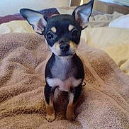 Oreo joined the competition — help win amazing prizes! puppy, dog, small_dog, pet, animal, ears, blanket, bed, cute, young, fur, black_and_tan, indoors, curious, sitting, looking, cozy, soft, texture, young_animal