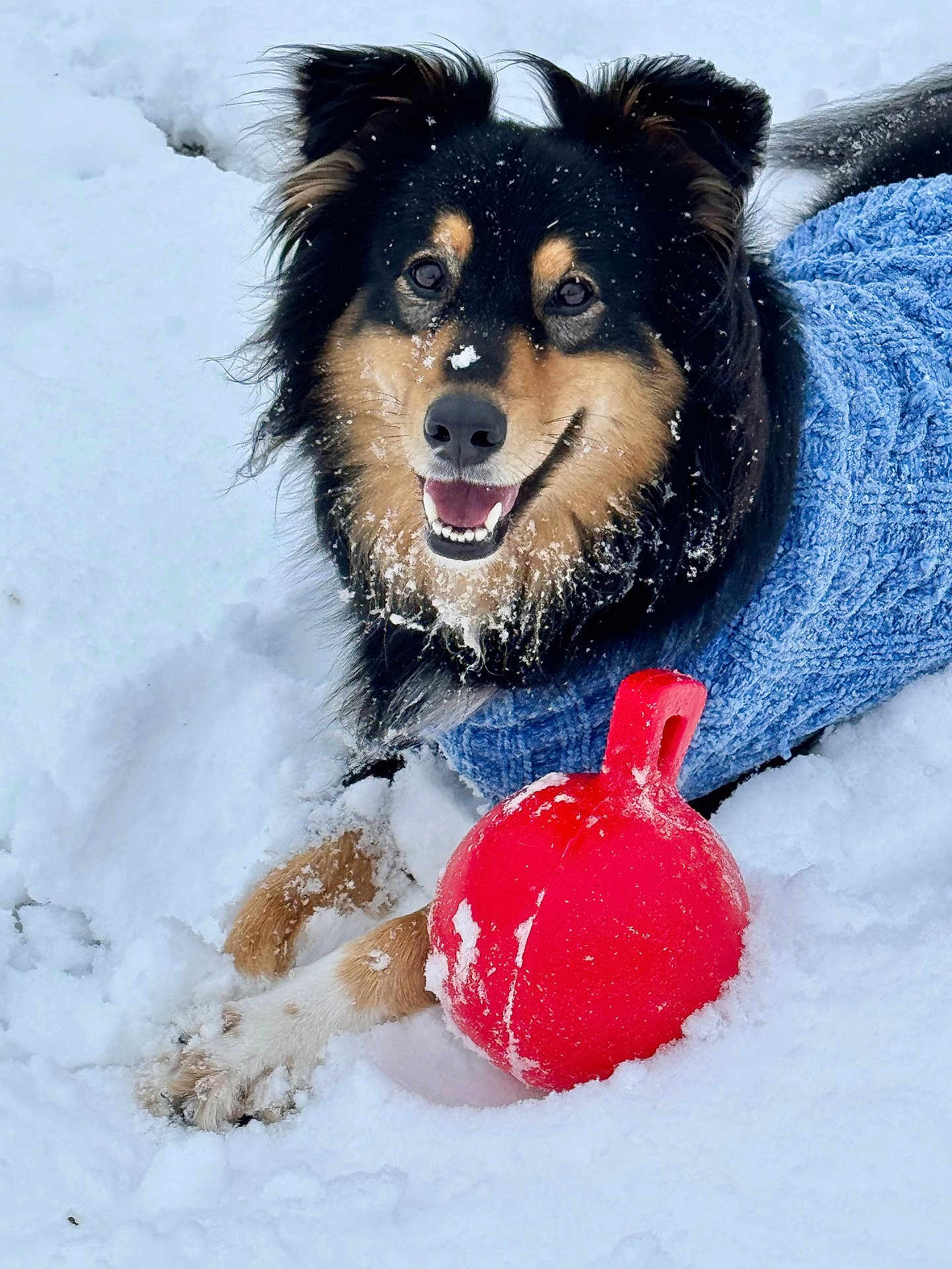 Grady joined the competition — help win amazing prizes! dog, snow, blue_sweater, red_toy, happy, playful, winter, outdoor, animal, pet, fur, smiling, snowflakes, close_up, canine, cold, nature, paw, black_and_tan, toy