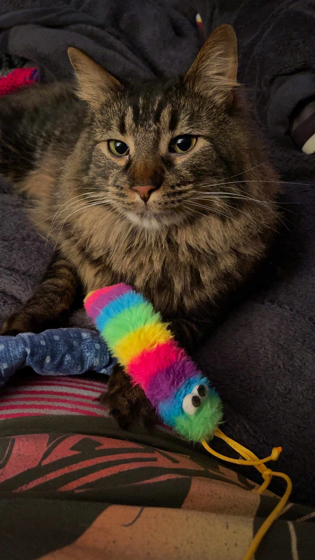 Marlo is registered to the contest to win money with this photo: cat, tabby_cat, pet, furry, toy, colorful_toy, caterpillar_toy, indoor, close_up, blanket, relaxed, animal, whiskers, ears, fur, paws, resting, cute, cozy, playful