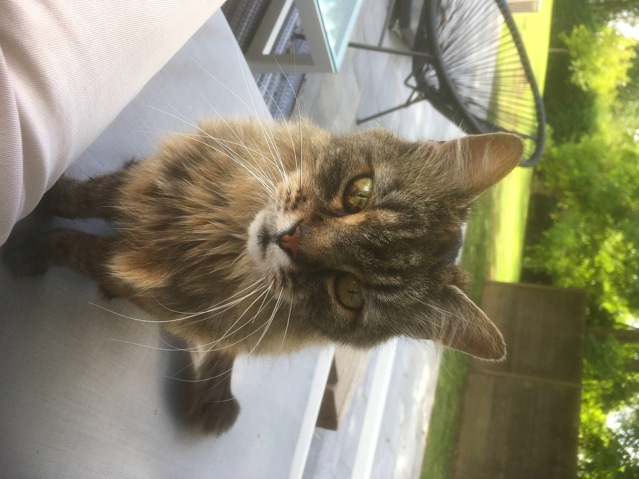 Alex a rejoint le concours — aidez-le/la à gagner de superbes lots ! bicycle_wheel, carnivore, cat, claw, domestic_short_haired_cat, fawn, felidae, fur, grass, mechanical_fan, plant, small_to_medium_sized_cats, snout, tail, terrestrial_animal, tire, tree, wheel, whiskers, window