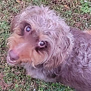 Buster joined the competition — help win amazing prizes! dog, grass, curly_hair, pet, outdoor, animal, canine, fur, nature, cute, looking_up, brown, friendly, companion, mammal, portrait, snout, ears, playful, ground