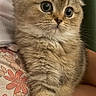 kitten, cat, scottish_fold, fluffy, cute, pet, animal, lap, sitting, person, clothing, floral_pattern, shorts, white_top, indoors, curtains, green, fur, small, adorable