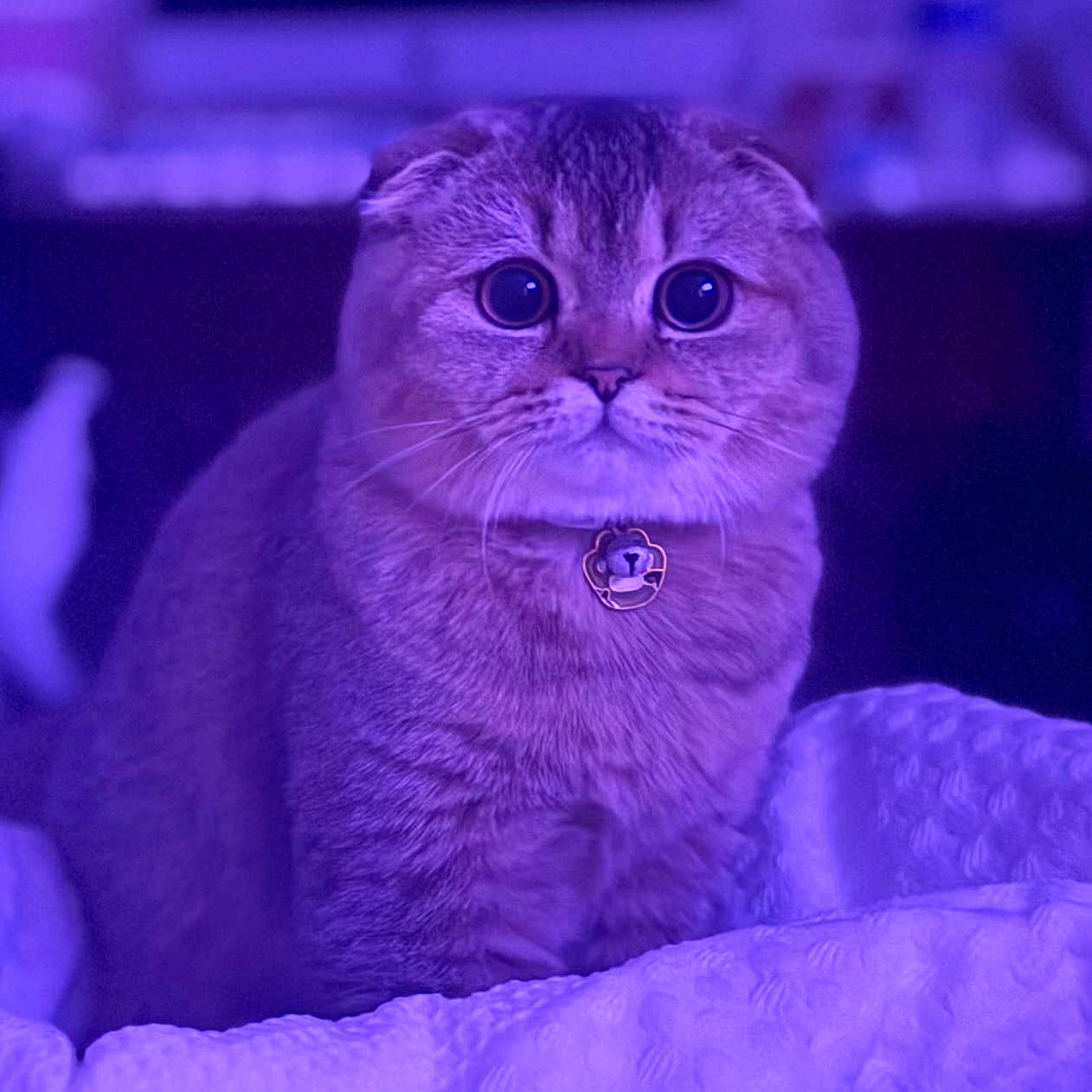Oliver