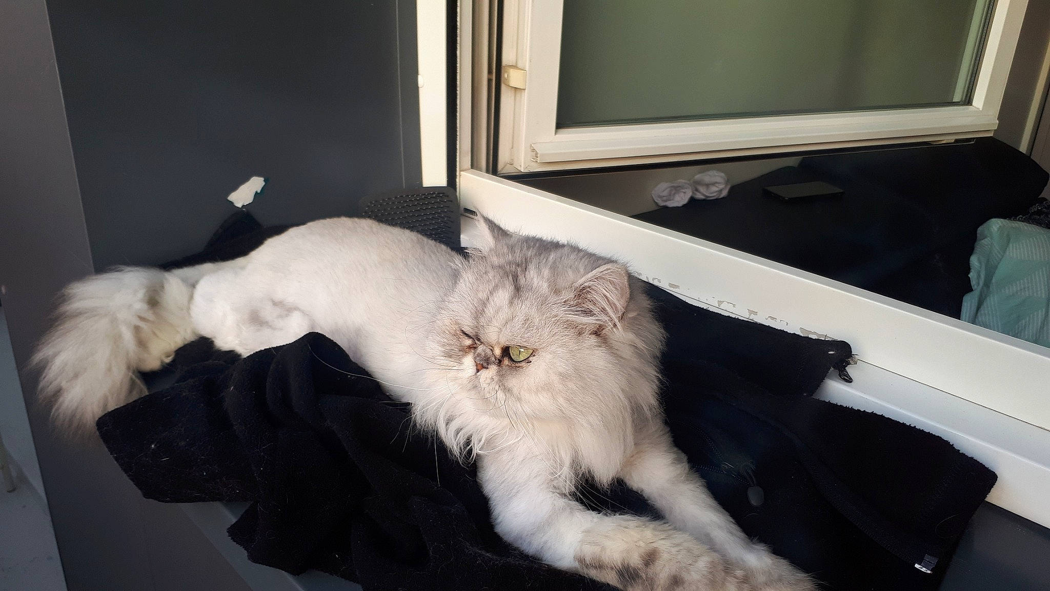 Heliote participe au concours pour gagner de l'argent avec cette photo : american_curl, asian_semi_longhair, british_semi_longhair, burmilla, carnivore, cat, domestic_long_haired_cat, felidae, fur, kitten, norwegian_forest_cat, persian, polydactyl_cat, ragamuffin, siberian, small_to_medium_sized_cats, tail, turkish_angora, turkish_van, whiskers