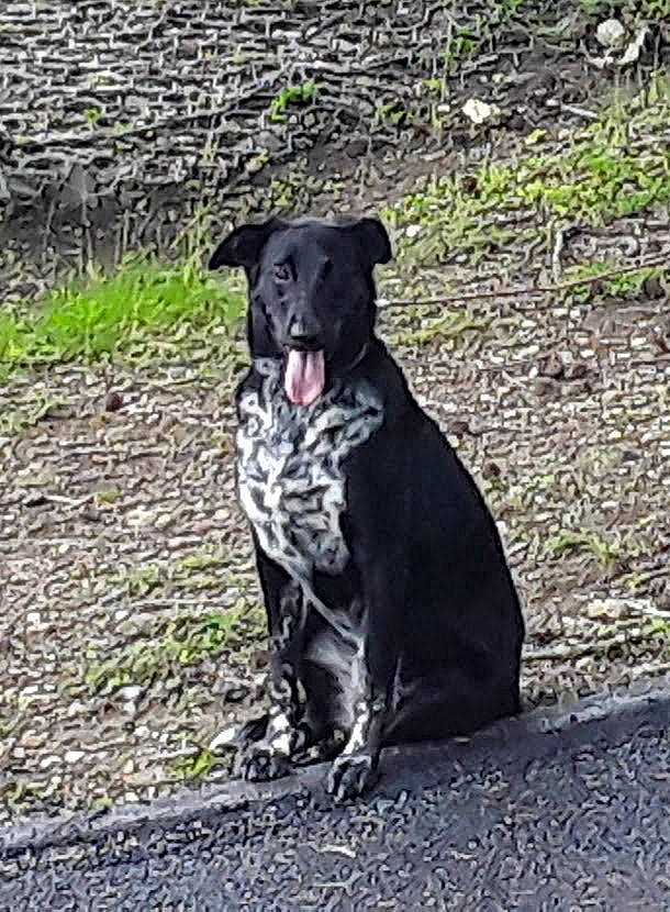 Scarlett joined the competition — help win amazing prizes! black, canidae, carnivore, collar, companion_dog, dog, dog_breed, dog_supply, fur, grey, guard_dog, pet_supply, snout, sporting_group, street_dog, tail, terrestrial_animal, whiskers, working_animal, working_dog