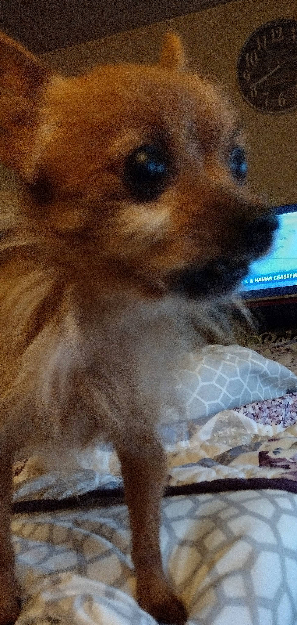 Charlie is registered to the contest to win money with this photo: canidae, carnivore, chihuahua, close_up, companion_dog, computer, dog, dog_breed, ear, fawn, firefighter, fur, laptop, liver, snout, sporting_group, terrestrial_animal, toy_dog, whiskers, working_animal