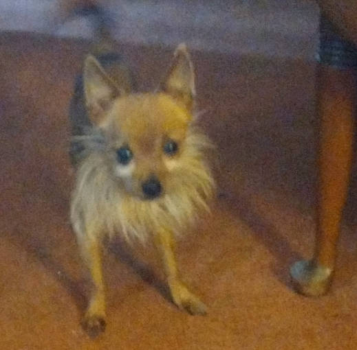 Charlie is registered to the contest to win money with this photo: biting, canidae, carnivore, companion_dog, dog, dog_breed, fawn, flooring, fur, kit_fox, non_sporting_group, snout, sporting_group, tail, terrestrial_animal, toy_dog, whiskers, wildlife