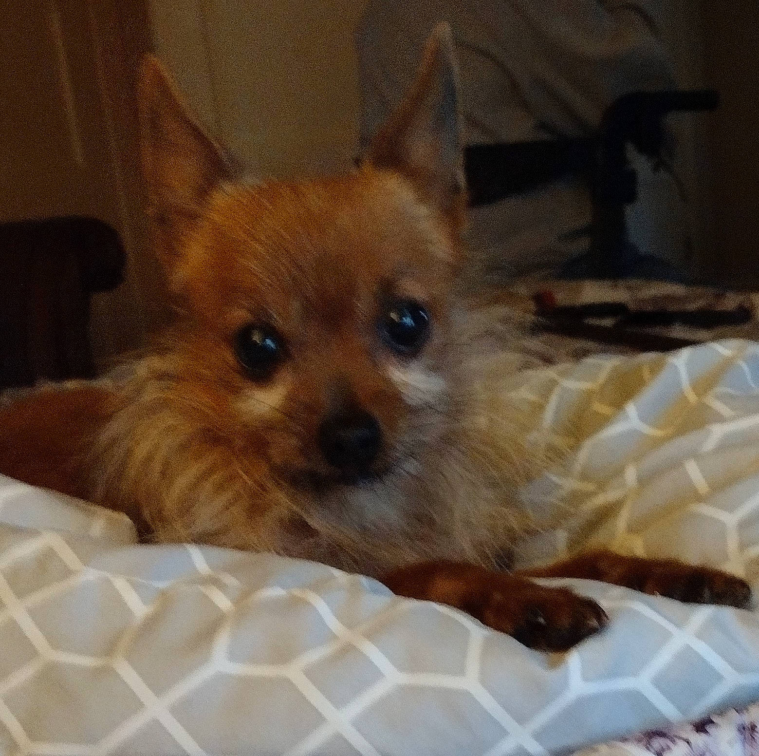 Charlie joined the competition — help win amazing prizes! bed, canidae, carnivore, comfort, companion_dog, dog, dog_bed, dog_breed, dog_supply, fawn, fur, linens, liver, pattern, snout, sporting_group, terrestrial_animal, toy_dog, whiskers, working_animal