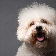Bubs is registered to the contest to win money with this photo: bichon_frise, black_nose, brown_eyes, close_up, companion, curly_fur, dog, domestic_animal, expressive_face, fluffy, grey_background, groomed, happy, mammal, pet, poodle, portrait, studio, tongue_out, white_fur