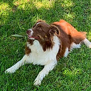 Maggie is registered to the contest to win money with this photo: dog, grass, outdoor, sunlight, brown, white, pet, canine, animal, nature, laying, relaxed, fur, daylight, greenery, mammal, looking, happy, tongue, ears