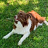 dog, grass, outdoor, sunlight, brown, white, pet, canine, animal, nature, laying, relaxed, fur, daylight, greenery, mammal, looking, happy, tongue, ears