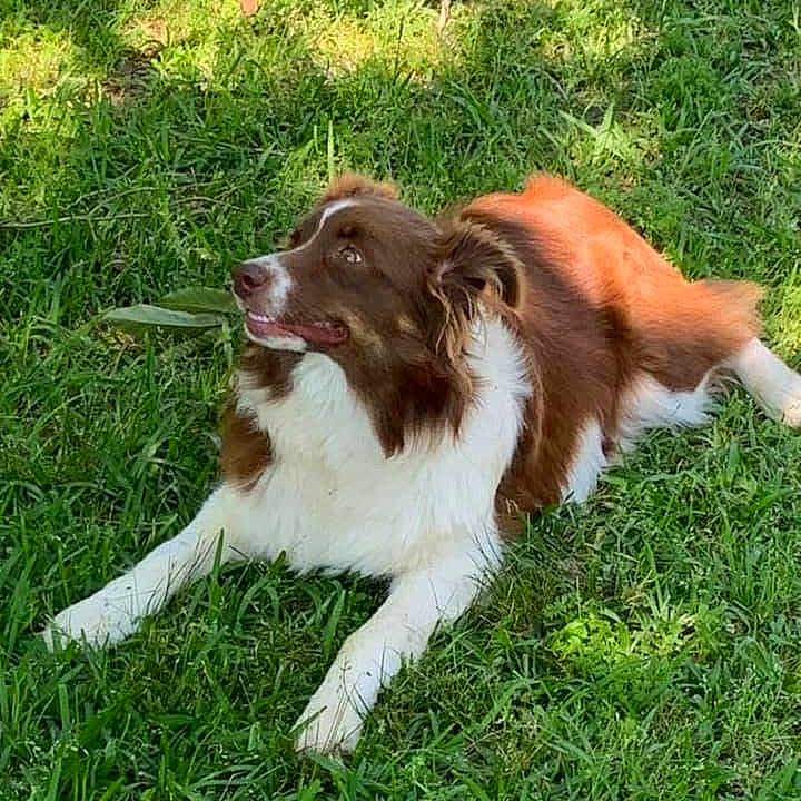 Maggie