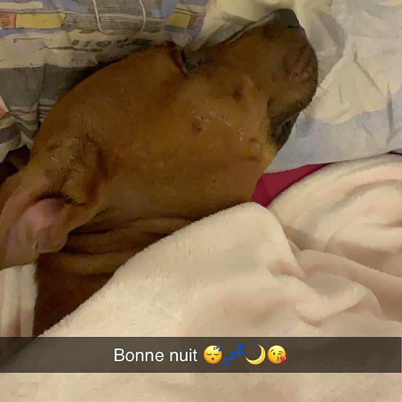 Tyson participe au concours pour gagner de l'argent avec cette photo : fawn, sleep