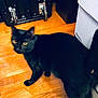 animal, black_cat, blurred, box, cat, closeup, cluttered, curious, domestic_animal, feline, flooring, home, indoor, looking, mammal, pet, standing, suitcase, wooden_floor, yellow_eyes