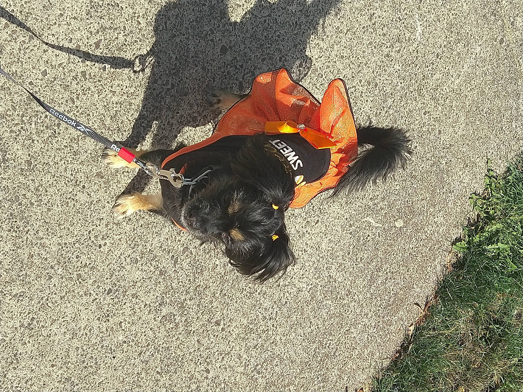 Sassy Stephens-allen