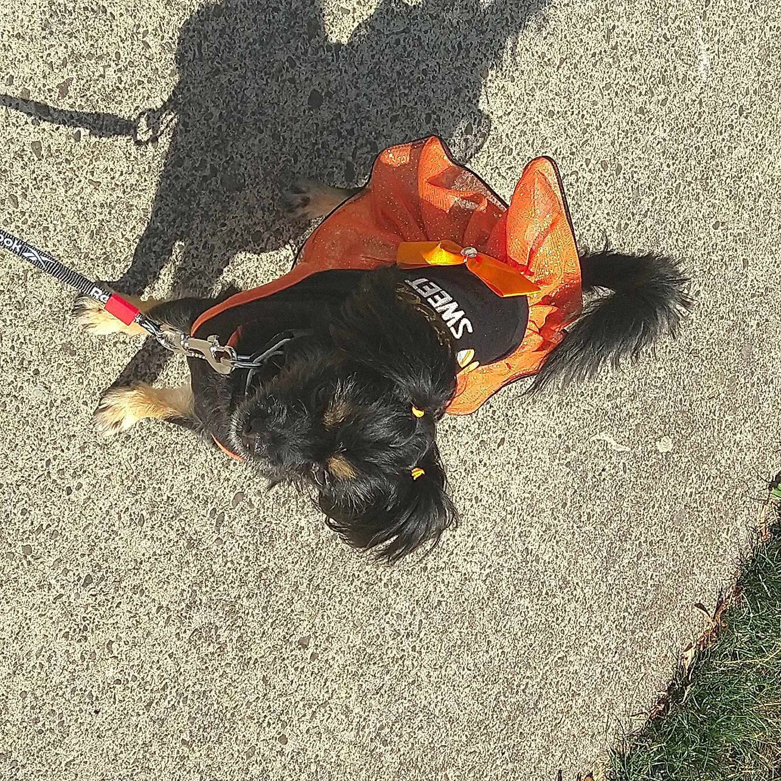 Sassy Stephens-allen