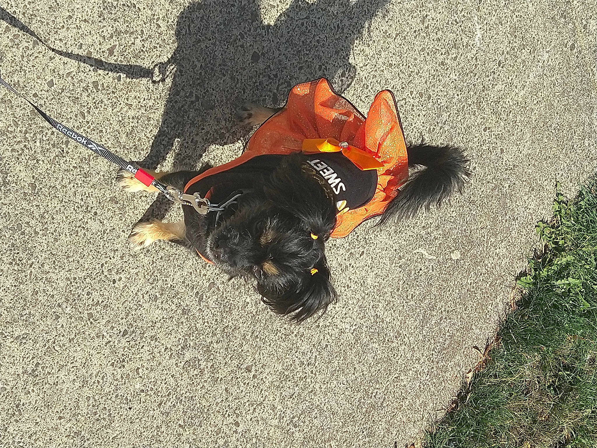 Sassy Stephens-allen