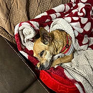 Gino joined the competition — help win amazing prizes! dog, blanket, couch, resting, sleeping, cozy, brown, red, white, fur, pet, indoor, comfort, relaxation, canine, warm, snuggle, bed, domestic, animal