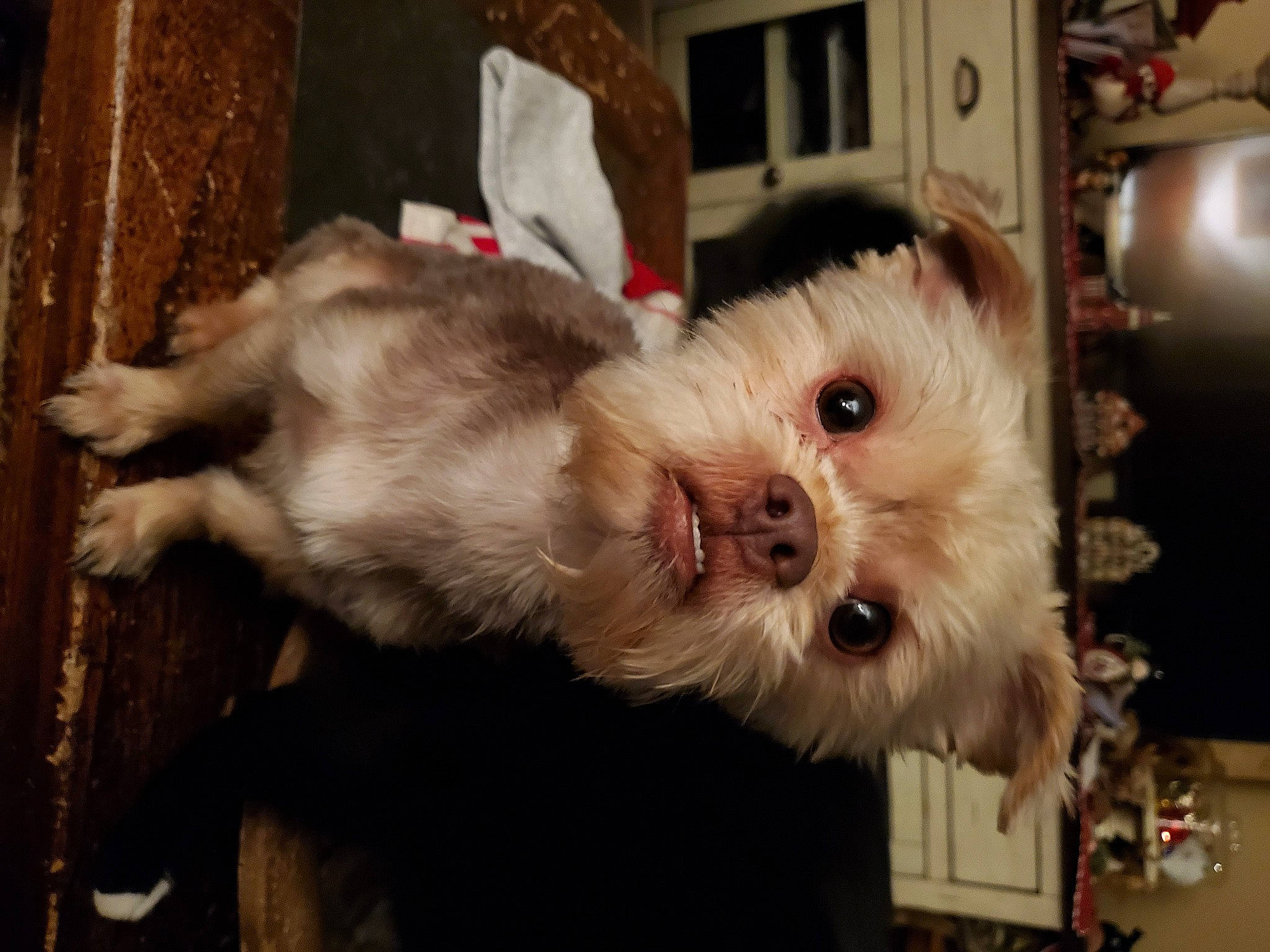 Tucker joined the competition — help win amazing prizes! canidae, carnivore, collar, companion_dog, dog, dog_breed, dog_supply, fawn, fur, maltepoo, shih_poo, small_terrier, snout, sporting_group, terrier, toy, toy_dog, whiskers, working_animal, yorkipoo