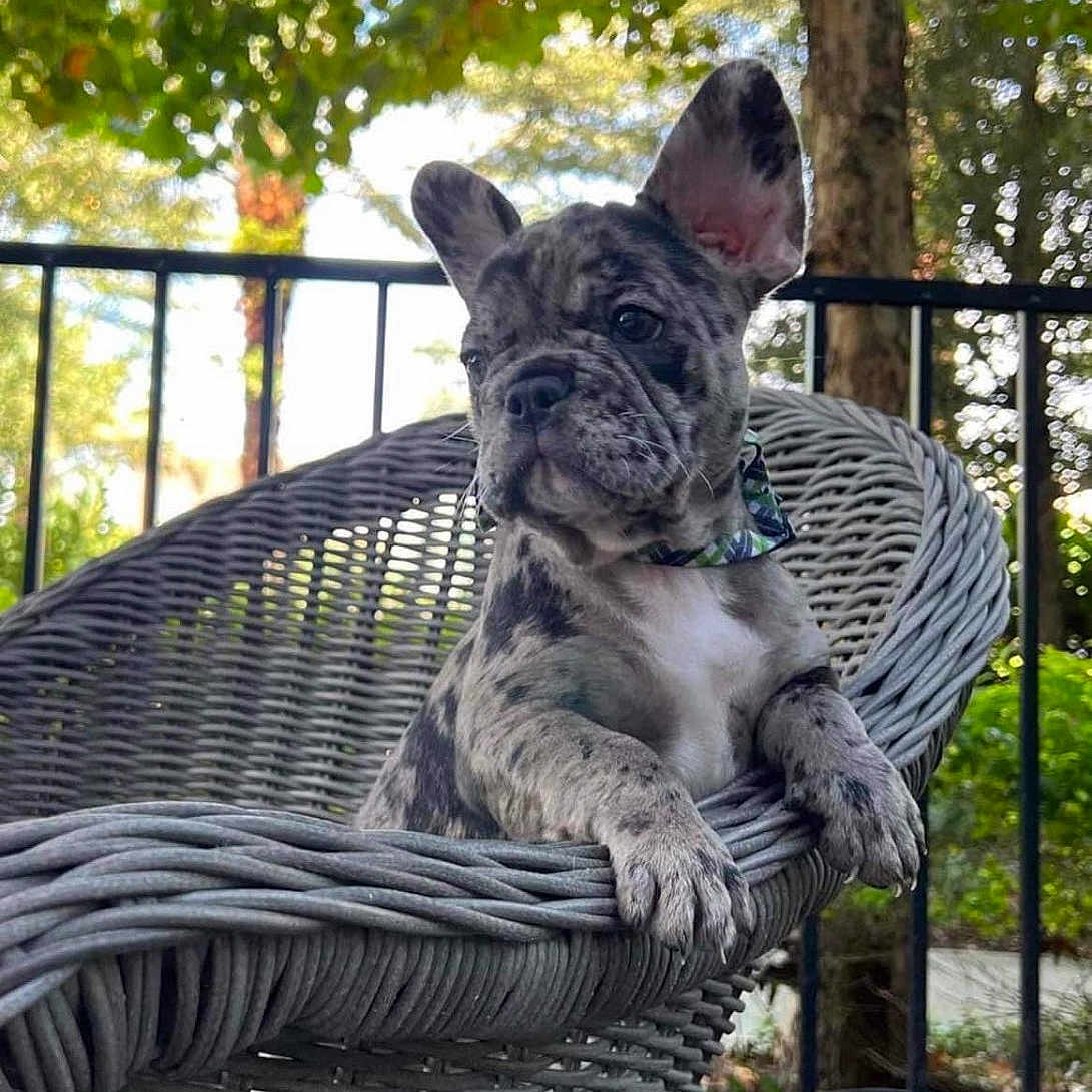 Luna is registered to the contest to win money with this photo: adorable, animal, backyard, brindle, collar, dog, ear, fence, french_bulldog, leaves, outdoor, paws, pet, portrait, puppy, shallow_depth_of_field, sitting, sunlight, tree, wicker_chair
